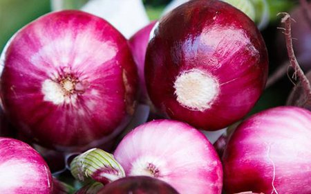 HARGA BAWANG INDIA NAIK AS$800 SATU TAN