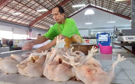 TANPA SUBSIDI HARGA AYAM MAKIN MURAH