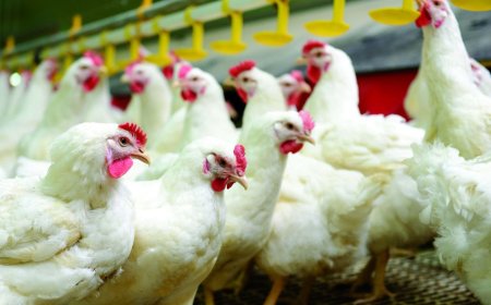 Lima pengeluar makanan ayam didenda RM415 juta