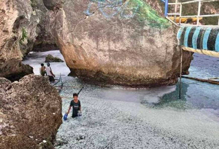 Ribuan ikan terdampar di pantai, penduduk bimbang bencana alam