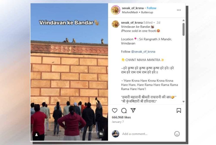 Monyet curi iPhone 'tawar' sistem barter