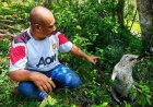 Berputih mata akibat harimau kumbang
