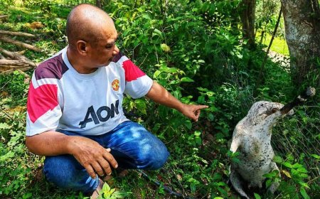 Berputih mata akibat harimau kumbang