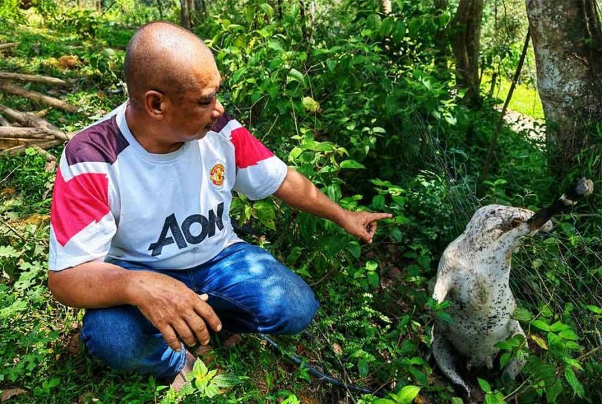 Berputih mata akibat harimau kumbang