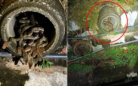 Puluhan ular sawa bersarang dalam longkang restoran