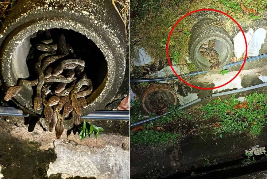 Puluhan ular sawa bersarang dalam longkang restoran