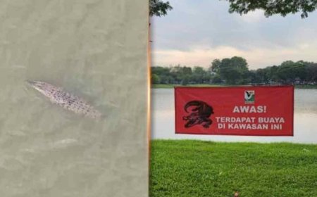 Buaya di Tasik Shah Alam belum ditangkap
