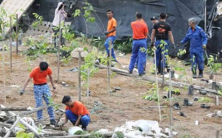 9,000 pokok ditanam dalam hutan simpan diceroboh di Cameron Highlands