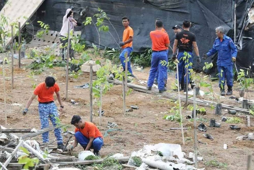 9,000 pokok ditanam dalam hutan simpan diceroboh di Cameron Highlands