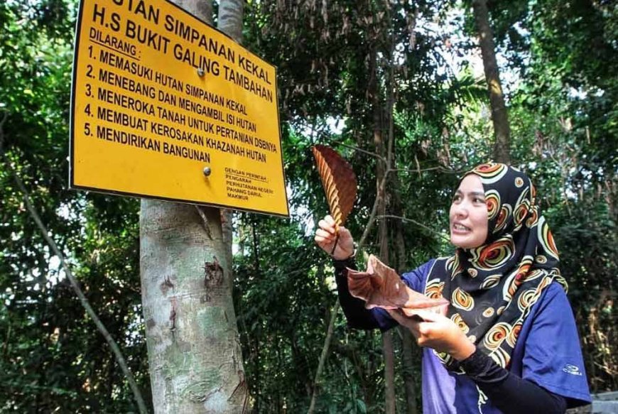 Pahang tutup sementara Taman Eko Rimba, Hutan Taman Negeri
