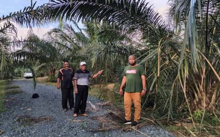 Peserta Felcra Sri Galong resah ancaman gajah liar