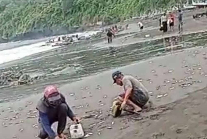Fenomena ikan naik ke darat, petanda bencana besar?