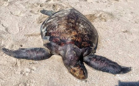 Bangkai penyu agar ditemui terdampar di Pantai Pelindung