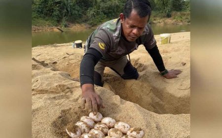 Spesies tuntung sungai terancam ditemui di Sungai Kuantan