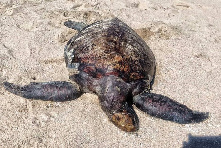 Bangkai penyu agar ditemui terdampar di Pantai Pelindung