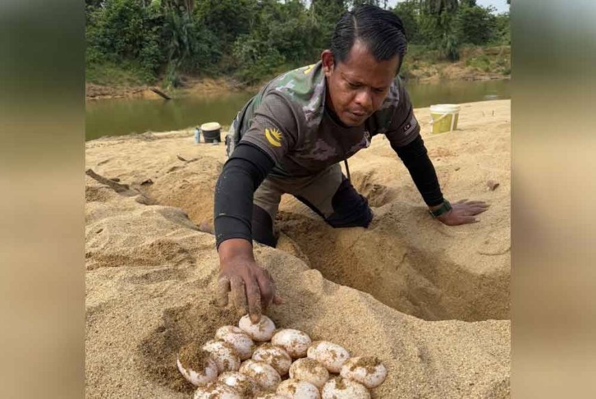 Spesies tuntung sungai terancam ditemui di Sungai Kuantan
