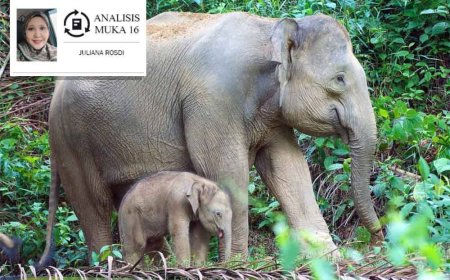 Dendam gajah liar, konflik dengan manusia