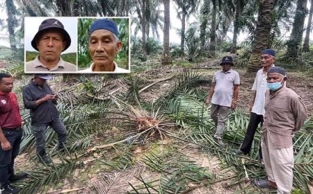 Peneroka rugi besar kebun kelapa sawit dimusnahkan gajah