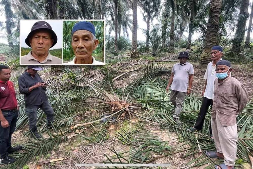Peneroka rugi besar kebun kelapa sawit dimusnahkan gajah