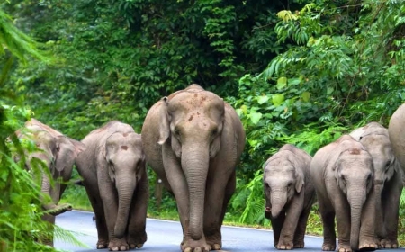 Hentikan beri makan gajah di JRTB