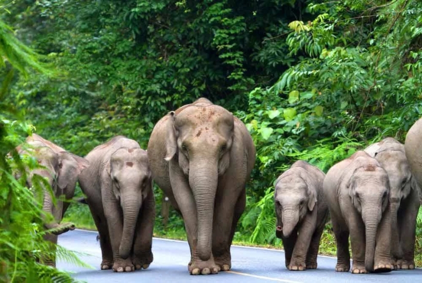 Hentikan beri makan gajah di JRTB