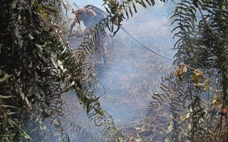 JBPM Pahang kesan lapan titik panas kebakaran hutan, belukar