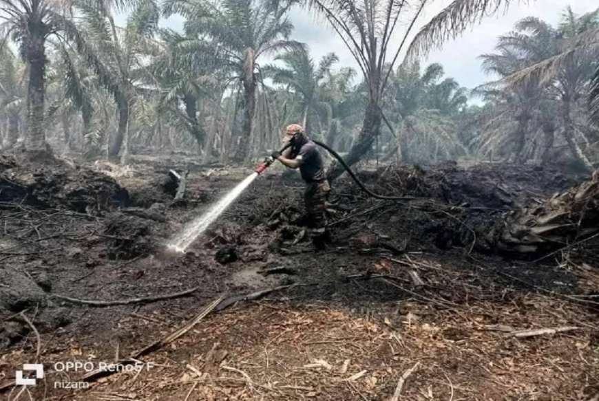 Ladang sawit di Kuala Rompin terbakar