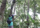 Bukit Fraser destinasi pemerhatian burung antarabangsa terbaik rantau Asia Tenggara