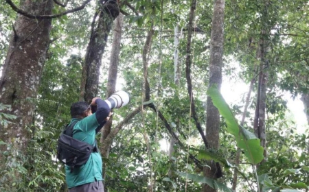 Bukit Fraser destinasi pemerhatian burung antarabangsa terbaik rantau Asia Tenggara