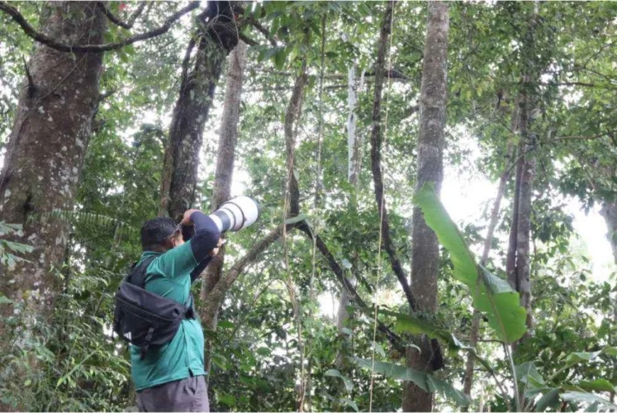 Bukit Fraser destinasi pemerhatian burung antarabangsa terbaik rantau Asia Tenggara