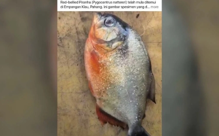 Jabatan Perikanan siasat dakwaan penemuan piranha perut merah di Empangan Klau