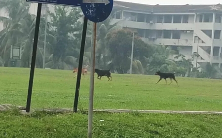 Budak lelaki 7 tahun cedera parah diserang lapan anjing liar